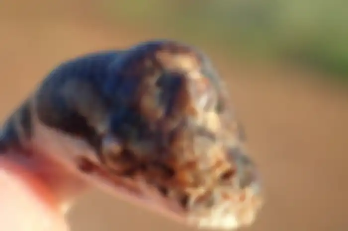 Seekor ular  bermata tiga ditemukan di Darwin, Australia, jadi penemuan yang langka dan mengejutkan.