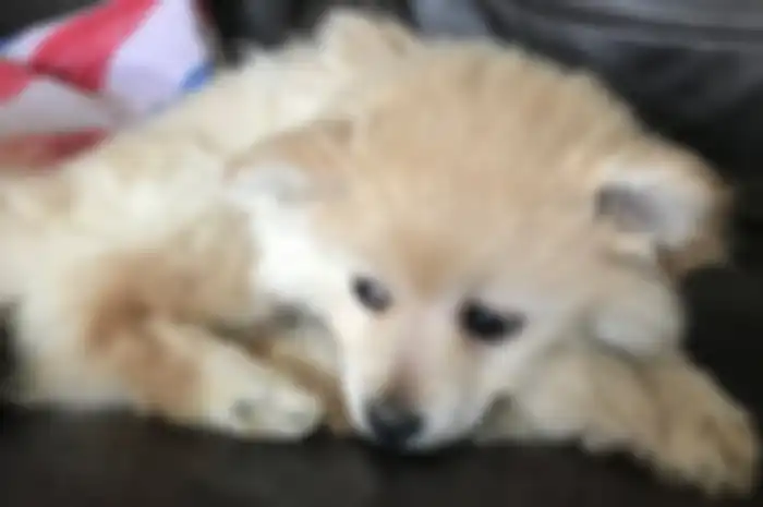 Seekor anjing Pomeranian berusia 9 minggu ditemukan dikubur hidup-hidup, dua kakinya patah dan tubuhnya dibungkus kantong sampah.
