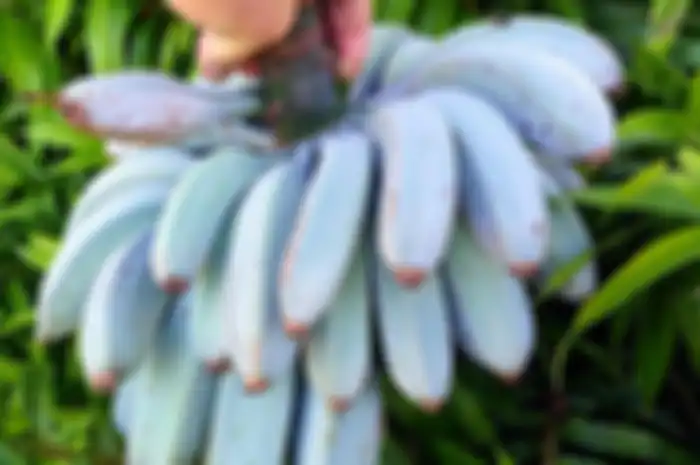 Blue java banana, jenis pisang ini selain warnanya menarik dan rasanya enak mirip es krim, ternyata juga mengandung banyak manfaat.