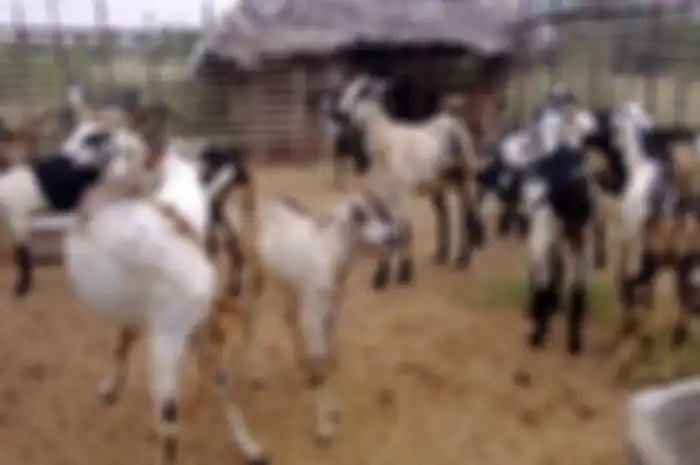 Hal itu terjadi ditenggarai beberapa hal yang dilakukan oleh sekelompok kambing tersebut, mereka kerap membuat resah warga sekitar.