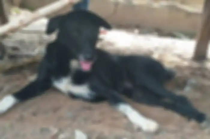 Seekor anjing cacat bernama Ping Pong selamatkan nyawa bayi yang dikubur hidup-hidup oleh ibunya sendiri.