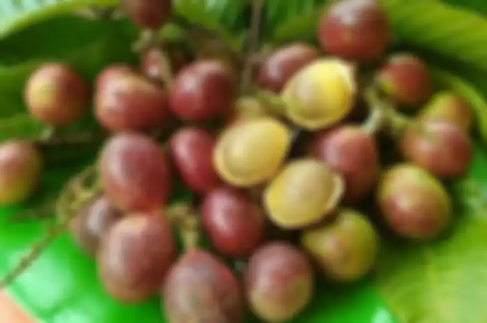 Langka dan harganya mahal, ternyata buah khas Papua ini menyimpan manfaat bagi kesehatan tubuh manusia.