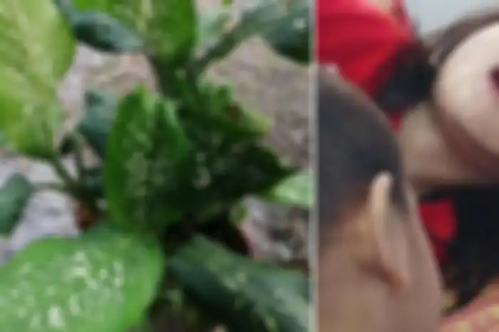 Awalnya, dia tidak begitu khawatir sampai suatu hal buruk terjadi, ternyata tanaman ini tergolong salah satu tanaman beracun.