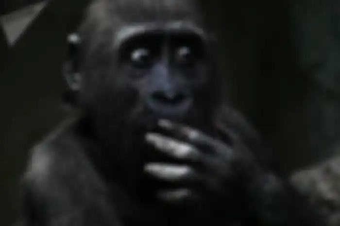 Konon uang tersebut disimpan di kantor gubernur, dan gorilla disebutkan masuk ke kantor dan mereka mencurinya dan menuduh memakannya.