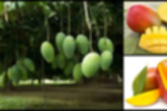 Tahukah Anda bahwa buah mangga dianggap sebagai makanan super? Ia memiliki sejumlah manfaat yang baik untuk kesehatan.