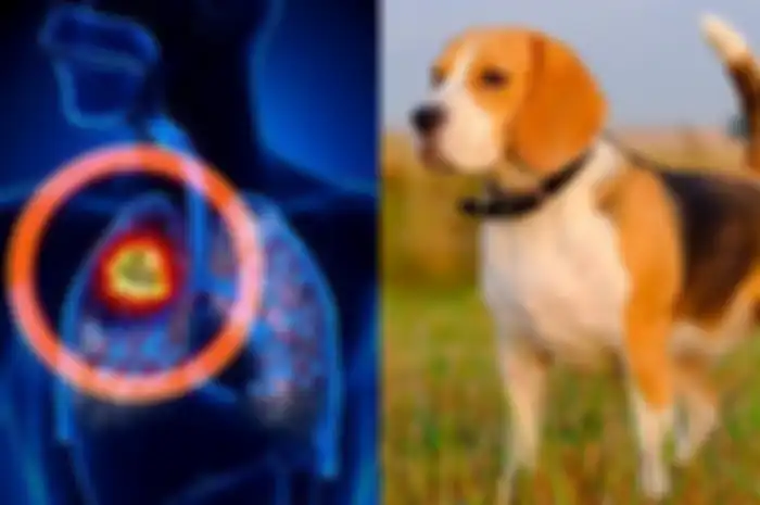 Akan ada harapan bagi dunia medis untuk dapat menyelamatkan penderita kanker paru-paru dengan bantuan anjing.