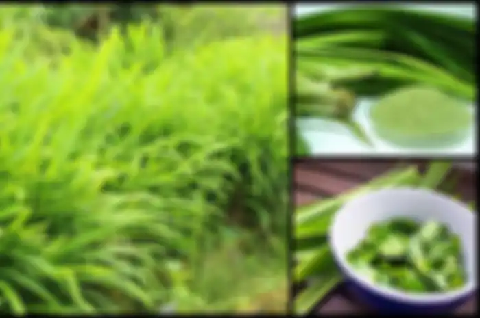Daun pandan memiliki beberapa manfaat termasuk untuk menambah rasa dan warna alami pada banyak resep makanan.
