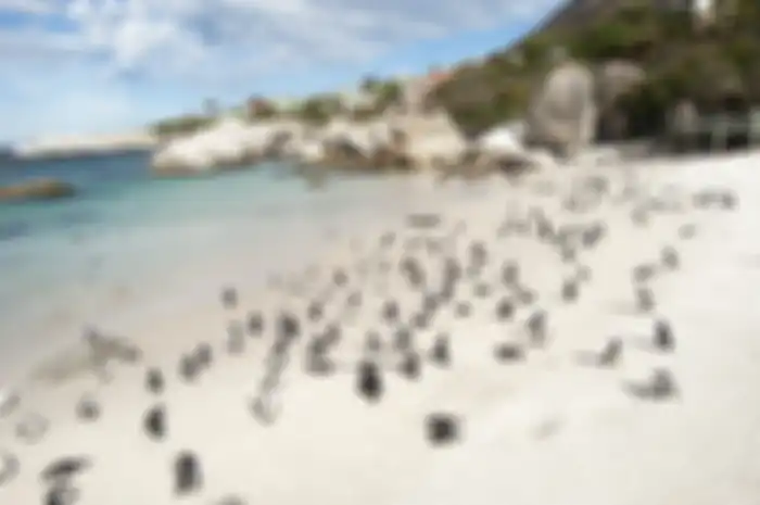 Cape Town, Afrika Selatan yang dulu sibuk di sekitar pelabuhan singgah kini jadi destinasi wisata modern.