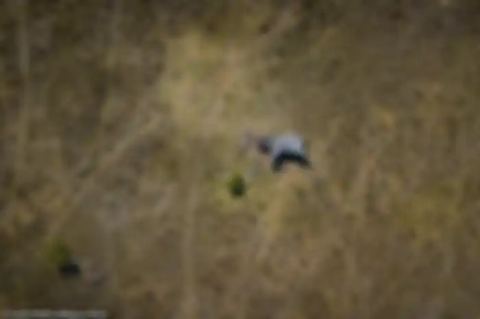 Sebuah foto yang menyedihkan tentang seekor gajah yang tergeletak dengan bagian tubuh terpotong menunjukkan kengerian perburuan liar gading gajah.