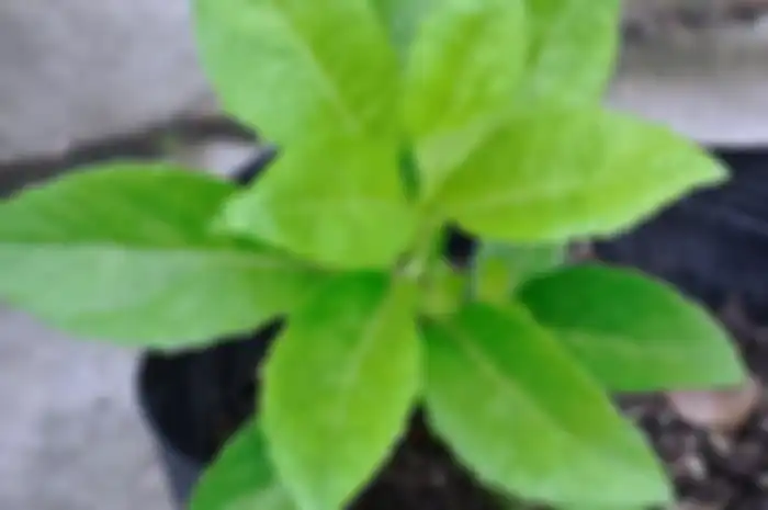 Ini manfaat tanaman obat daun dewa, termasuk untuk diabetes, turunkan kolesterol, kurangi hipertensi, serta anti-kanker.