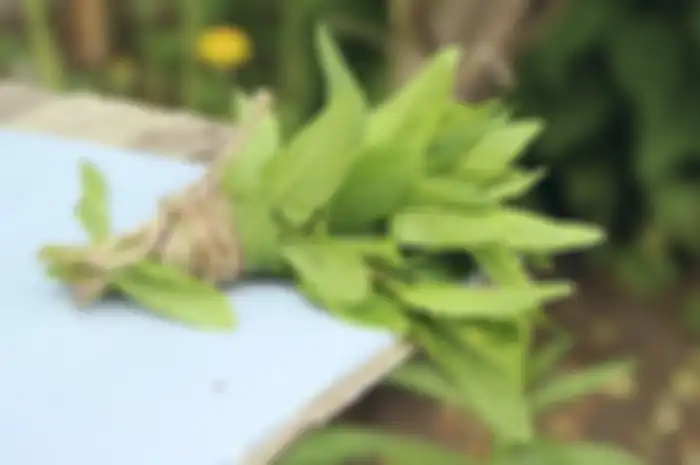 Daun dewa (Gynura procumbens) atau dikenal juga dengan daun sambung nyawa atau sambung nyowo memiliki efek kesehatan yang luar biasa.