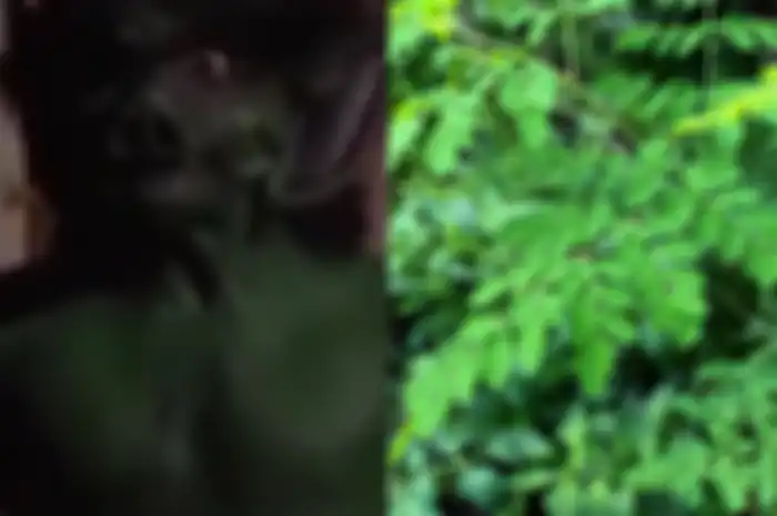 Dulu sempat dijadikan penangkal kolor ijo, tumbuhan kelor (Moringa oleifera) memiliki manfaat luar biasa bagi kesehatan tubuh.