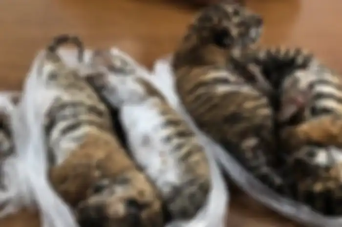 Tulang-tulang harimau akan direbus dan dicampur dengan anggur beras untuk membuat obat tradisional yang dipercaya ampuh.