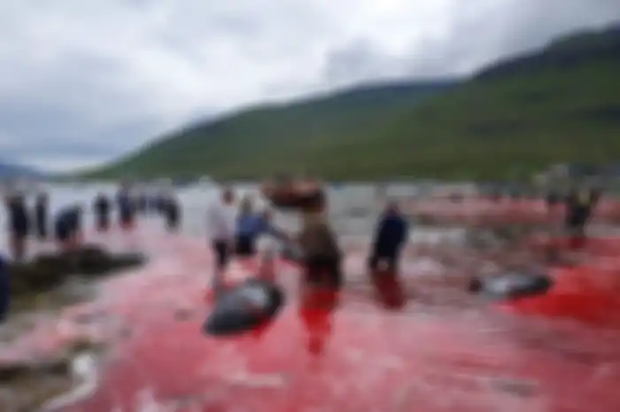 ﻿Laut seketika berubah merah karena darah mengucur dari tubuh puluhan paus yang disembelih manusia di sebuah Kepulauan.