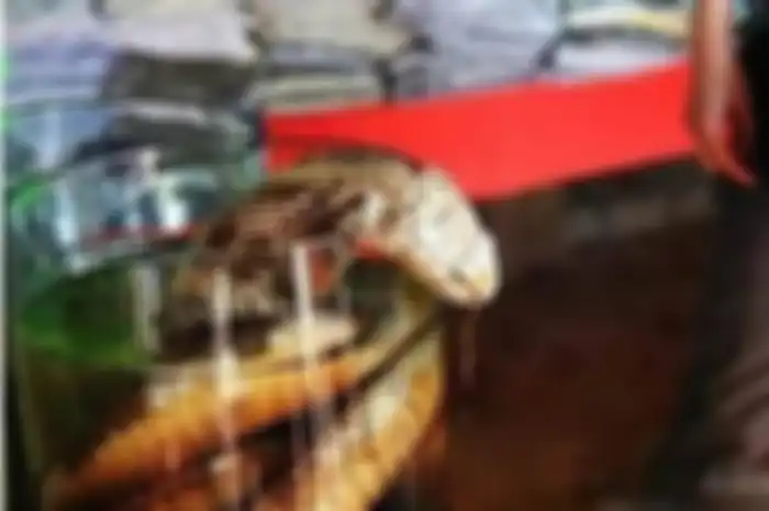 Karena dia tidak bisa menyembuhkannya, dia mencari metode tradisional. Konon salah satu jamu mujarab adalah dengan minum air rendaman ular hidup.