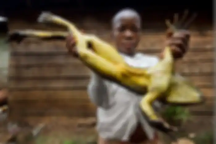 Katak jenis ini mampu membangun kolam atau ruang khusus untuk menampung kecebong agar bisa tumbuh dengan baik.