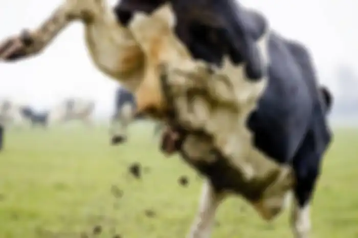 Sudah puluhan tahun menjadi tukang jagal dan ratusan sapi telah dipotong, baru kali ini dia ditendang oleh sapi kurban.