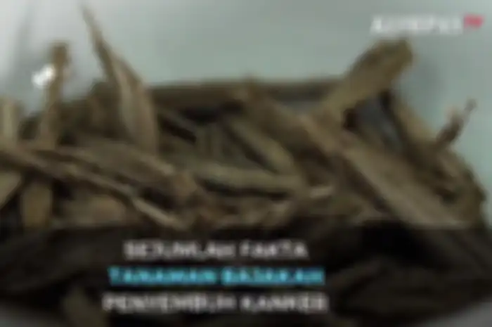 Banyak yang kemudian bertanya-tanya, apa itu tanaman Bajakah dan apa kandungannya sehingga disebut sebagai penyembuh kanker?