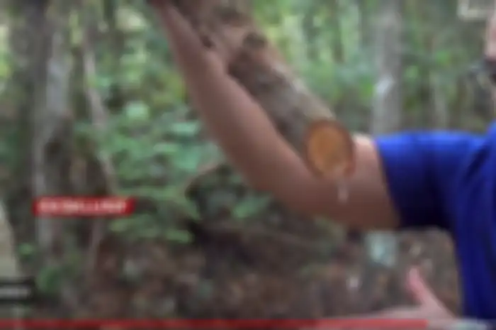 Tumbuhan yang bisa obati kanker ternyata ada di hutan belantara Indonesia, bisa obati kanker stadium lanjut dalam waktu singkat.