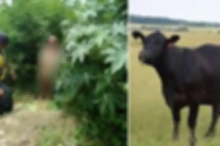 Warga menggiring paksa kakek ini ke pihak keamanan karena merasa si kakek memiliki perilaku seksual menyimpang.