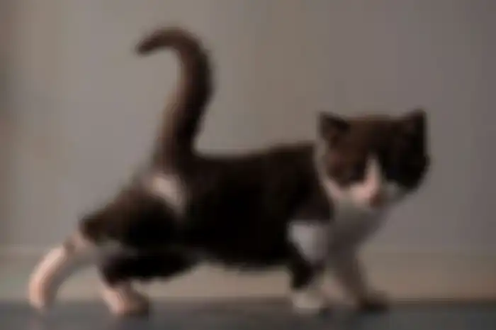 Tujuh bulan setelah kucing peliharaan Huang Yu, Garlic meninggal, kucing itu diberikan kehidupan ke-10 oleh ilmu pengetahuan.