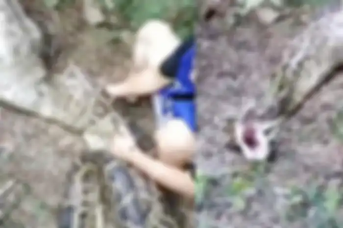 Ular tersebut kemungkinan habis memakan mangsa dengan ukuran yang cukup besar, hal itu yang membuat perutnya terlihat membesar.
