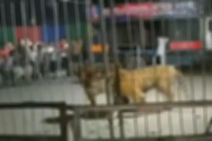Setelah melakukan pencarian setidaknya selama 12 jam, mereka berhasil menemukan harimau tersebut di sebuah ladang jagung.