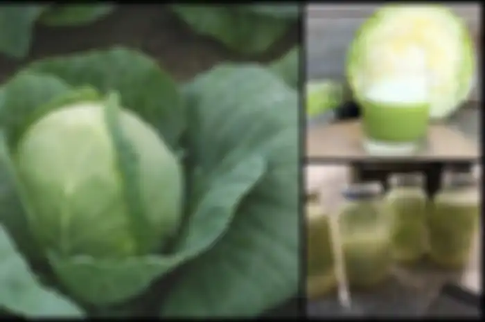 Kubis adalah sayuran berdaun hijau, merah, atau putih dari keluarga Brassica dan berbentuk bulat atau lonjong.
