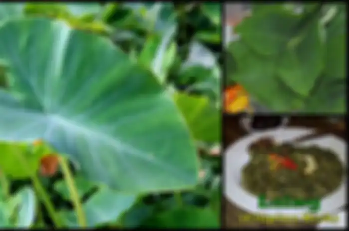 Daun talas adalah sumber serat makanan, kalsium, vitamin A, vitamin B6, vitamin C, zat besi, fosfor, tiamin, riboflavin, tembaga, niasin, kalium.