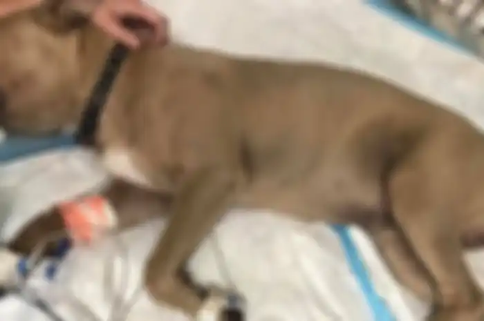 Pitbull bernama Zeus ini meninggal setelah melindungi dua anak keluarga dari serangan ular berbisa di pekarangan rumah.