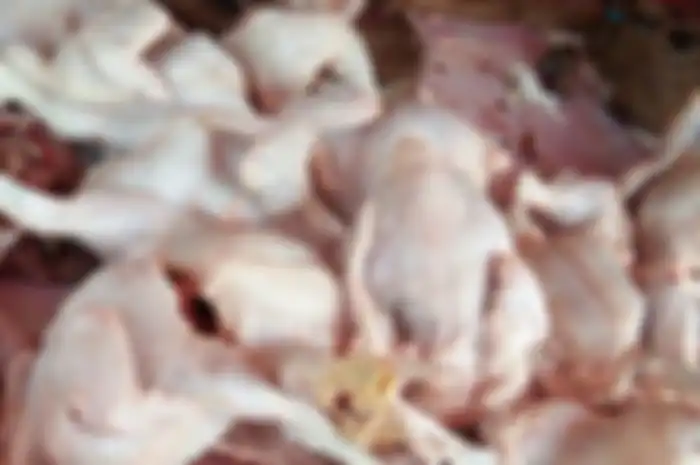 Contohnya 6 bagian ayam ini yang tinggi kandungan bakteri dan virus sehingga tak baik bagi kesehatan.