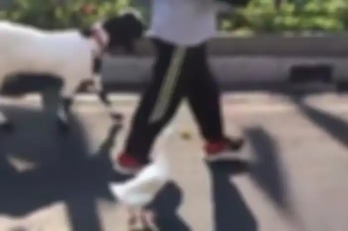 Kambing dan bebek tersebut jinak dan menurut pada Supardi bagaikan hewan peliharaan seperti anjing atau kucing.