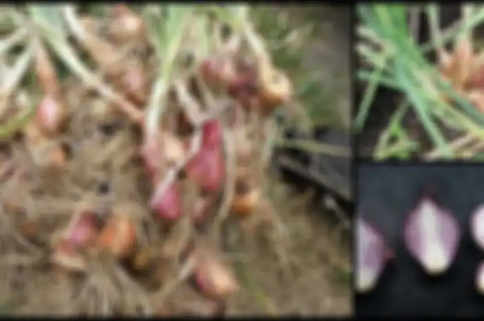 Tidak hanya populer karena penggunaannya dalam dunia kuliner, bawang merah juga sangat bagus untuk menangani berbagai masalah kesehatan.