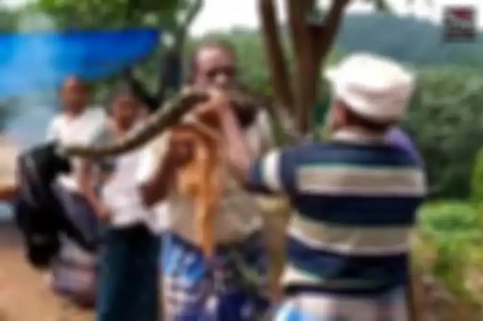 Dia tampak terengah-engah bernafas ketika rekan-rekannya mati-matian mencoba menarik ular raksasa itu dari pria itu.