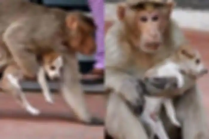 Akun berita lokal tampaknya melaporkan bahwa pejabat departemen kehutanan telah mengambil alih anak anjing tersebut.