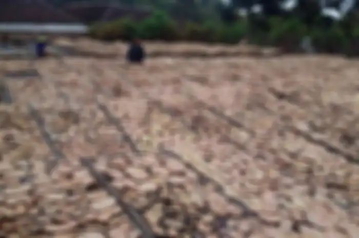 Paidi sekarang menjadi seorang miliarder setelah mengembangkan porang, sejenis umbi-umbian di desanya.