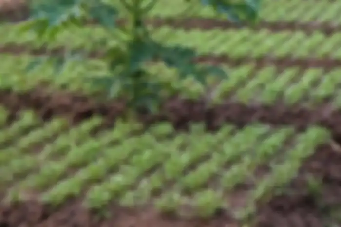 Berikut ini ada 3 alasan petani pembudidaya benih kangkung di Gresik dan benih buncis di Blitar diringkus Polda Jatim.