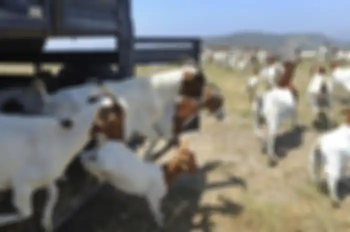 Kambing tersebut bersumber dari sebuah perusahaan bernama 805 Goats, yang mengawasi pasukan kontraktor bertanduk.