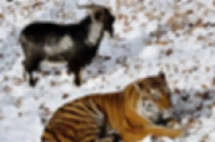 Namun, ketika Billy si kambing masuk dia tidak dimangsanya, sebaliknya Billy justru menjadi teman bermain Amur.
