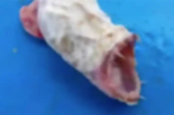 Sepertinya keturunan iblis dan belut dengan sentuhan ikan seperti yang terlihat pada giginya," tulis seseorang.