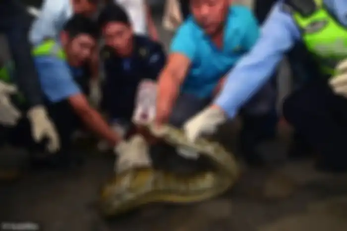 bersembunyi dengan pintar selama 10 tahun di eternit, akhirnya ular ini tidak sengaja 'ditemukan' karena hal sepele ini