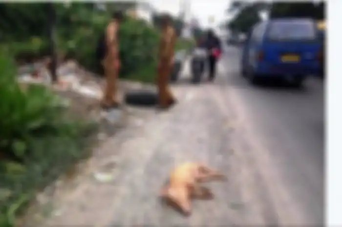 Meski sudah diingatkan, ternyata masih ada warga yang membuang bangkai babi sembarangan di Kota Medan.