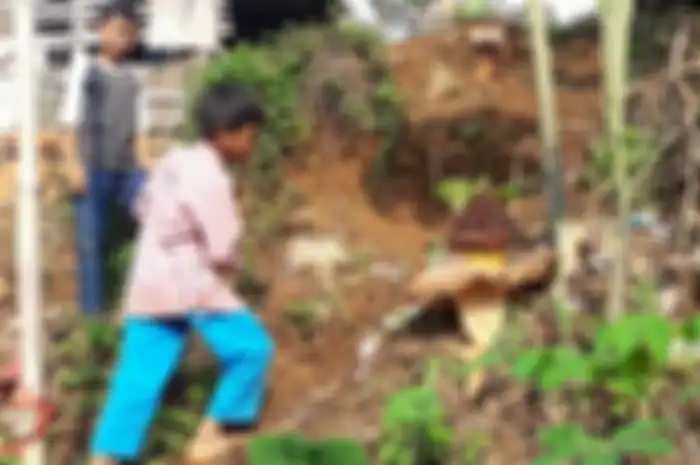 Bau busuk menyebar hebat membuat warga saling menyalahkan dan ricuh mencari penyebab bau, ternyata sumbernya adalah bunga raksasa ini
