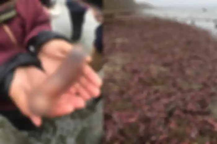 Pantai itu ditutupi oleh hewan-hewan berwarna merah muda ini yang dapat tumbuh hingga sepanjang 30 cm.