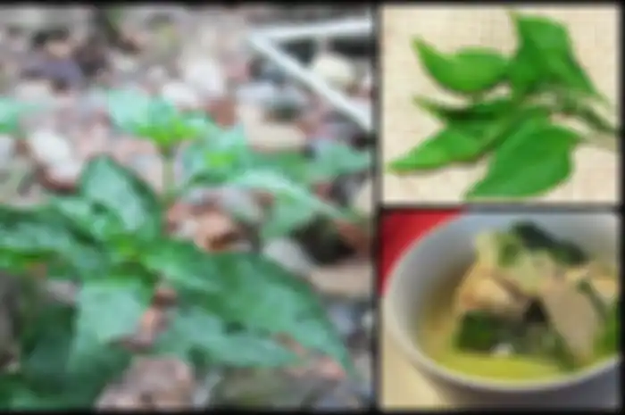 Manfaat Daun Cabai