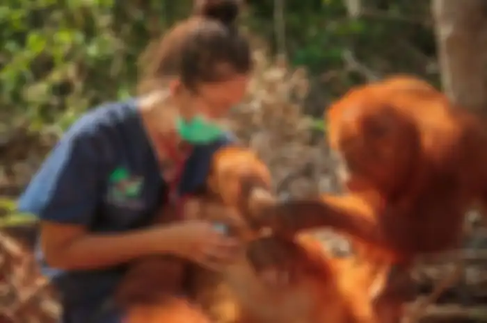Dokter Hewan Vivi Dwi Santi dengan orangutan Madara di lengannya dan Yutris memeriksanya di Borneo Orangutan Survival Foundation di Kalimantan