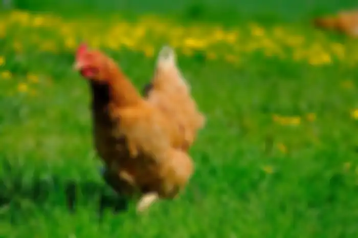 Ilustrasi ayam