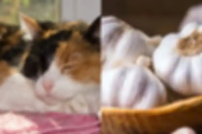 Kucing tiga warna; makanan ini berbahaya bagi calico