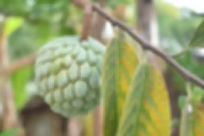 Manfaat buah srikaya untuk ibu hamil yang jarang diketahui.