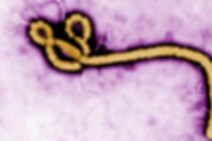Virus Ebola